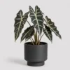 Alocasia Polly Pot front view