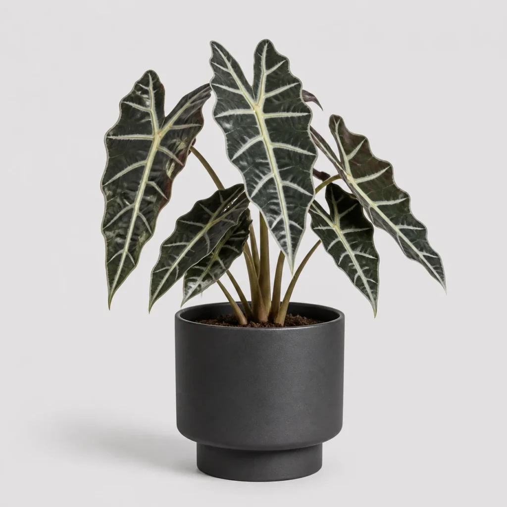 Alocasia Polly Pot front view