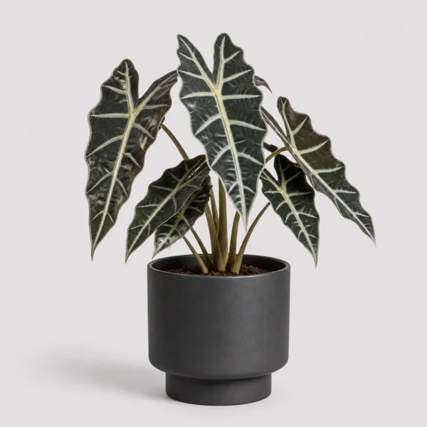 Alocasia Polly Pot front view