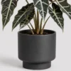 Alocasia Polly Pot container detail