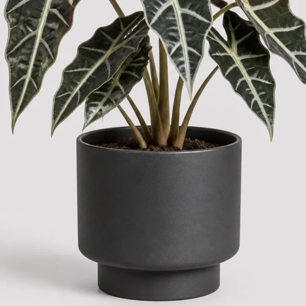 Alocasia Polly Pot container detail