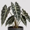 Alocasia Polly Pot detail view