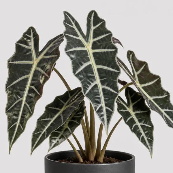 Alocasia Polly Pot detail view