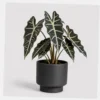 Alocasia Polly Pot styled view