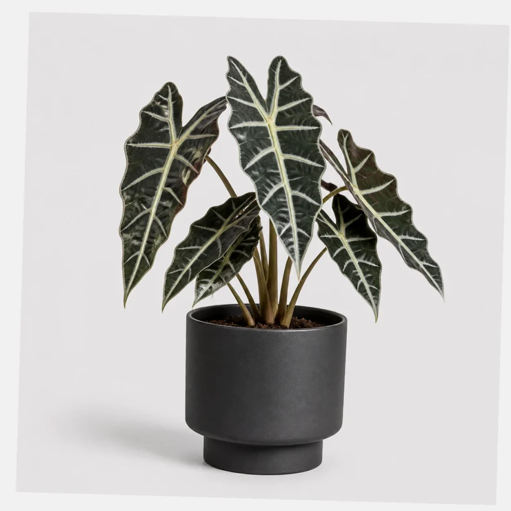Alocasia Polly Pot styled view