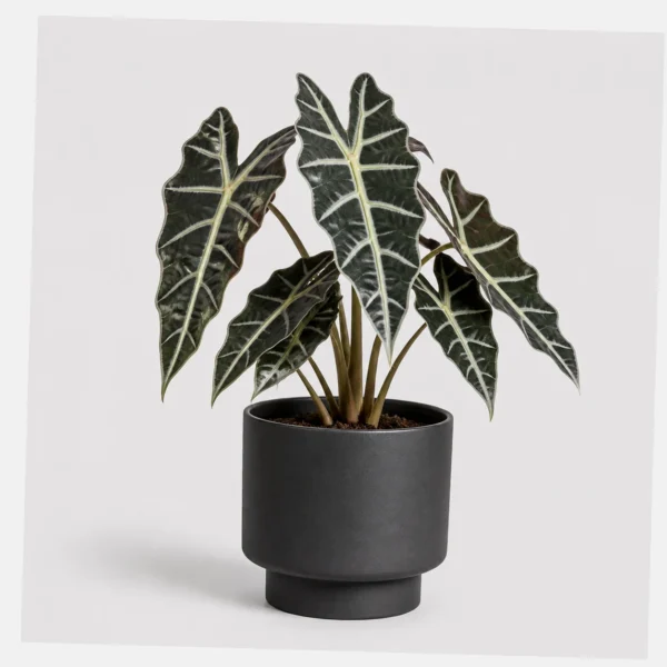Alocasia Polly Pot styled view