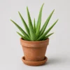 Aloe Vera Clay Pot front view