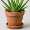 Aloe Vera Clay Pot container detail