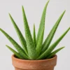 Aloe Vera Clay Pot detail view