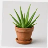 Aloe Vera Clay Pot styled view