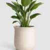 Bird of Paradise container detail