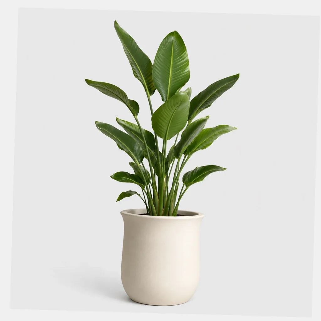 Bird of Paradise styled view