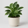 Birkin Philodendron front view