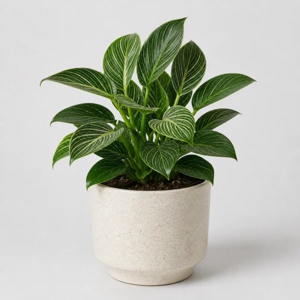 Birkin Philodendron front view