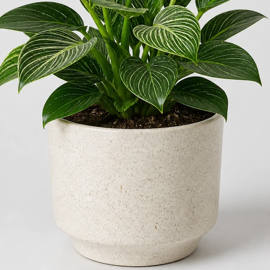 Birkin Philodendron container detail