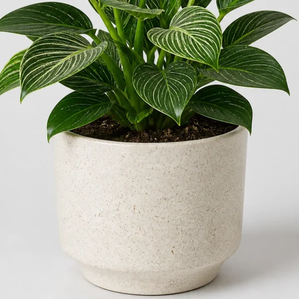 Birkin Philodendron container detail