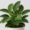 Birkin Philodendron detail view
