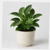 Birkin Philodendron styled view