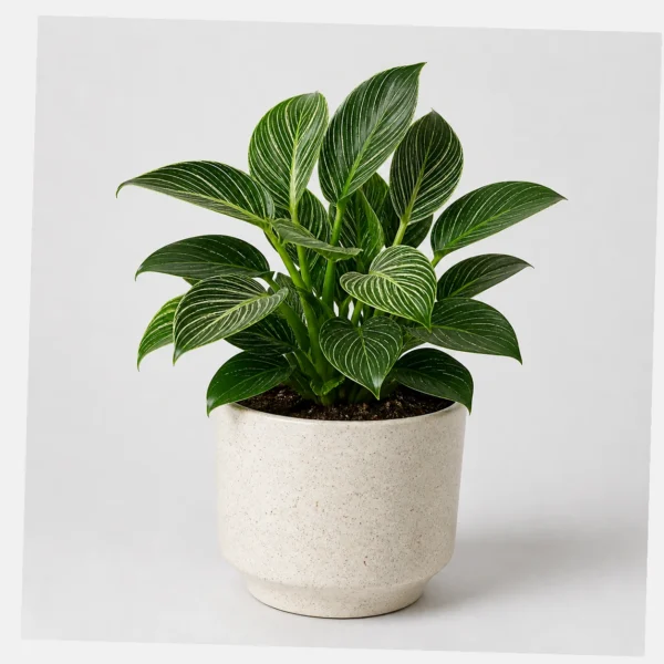 Birkin Philodendron styled view