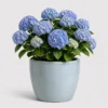 Blue Hydrangea Pot front view