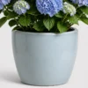 Blue Hydrangea Pot container detail