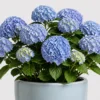 Blue Hydrangea Pot detail view