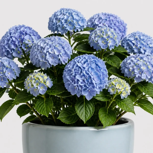 Blue Hydrangea Pot detail view