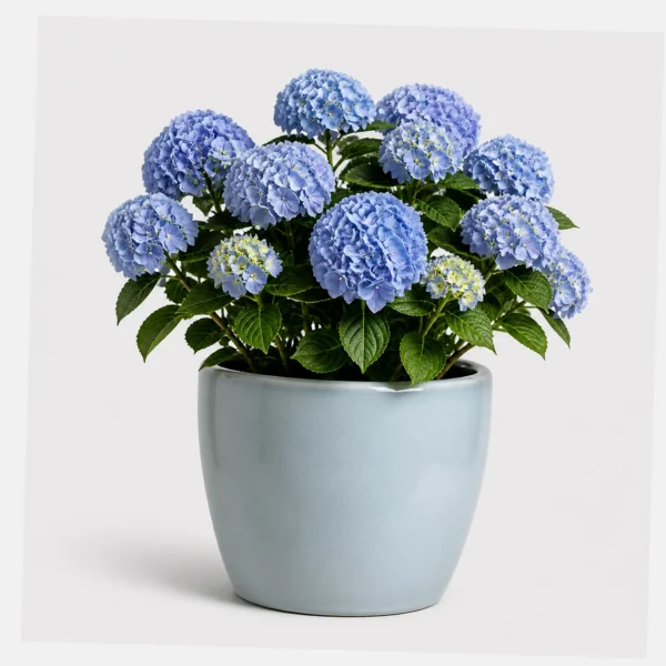 Blue Hydrangea Pot styled view
