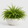 Boston Fern Cloud front view