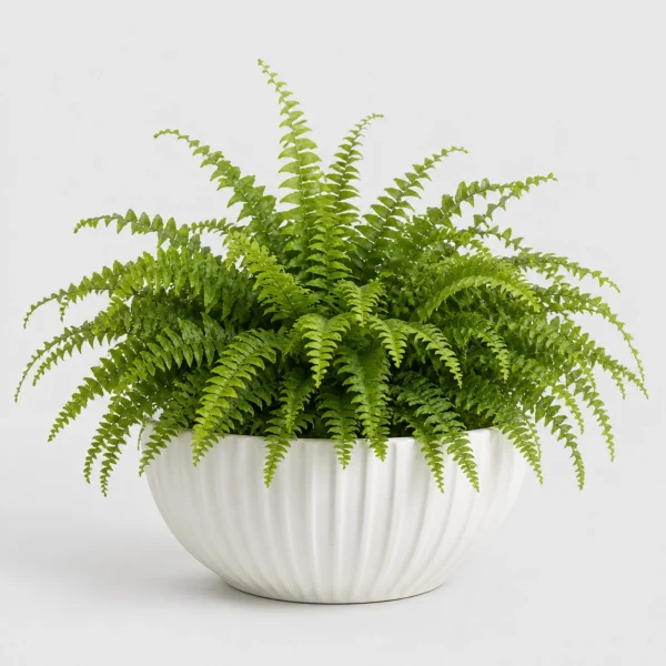 Boston Fern Cloud front view
