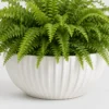 Boston Fern Cloud container detail