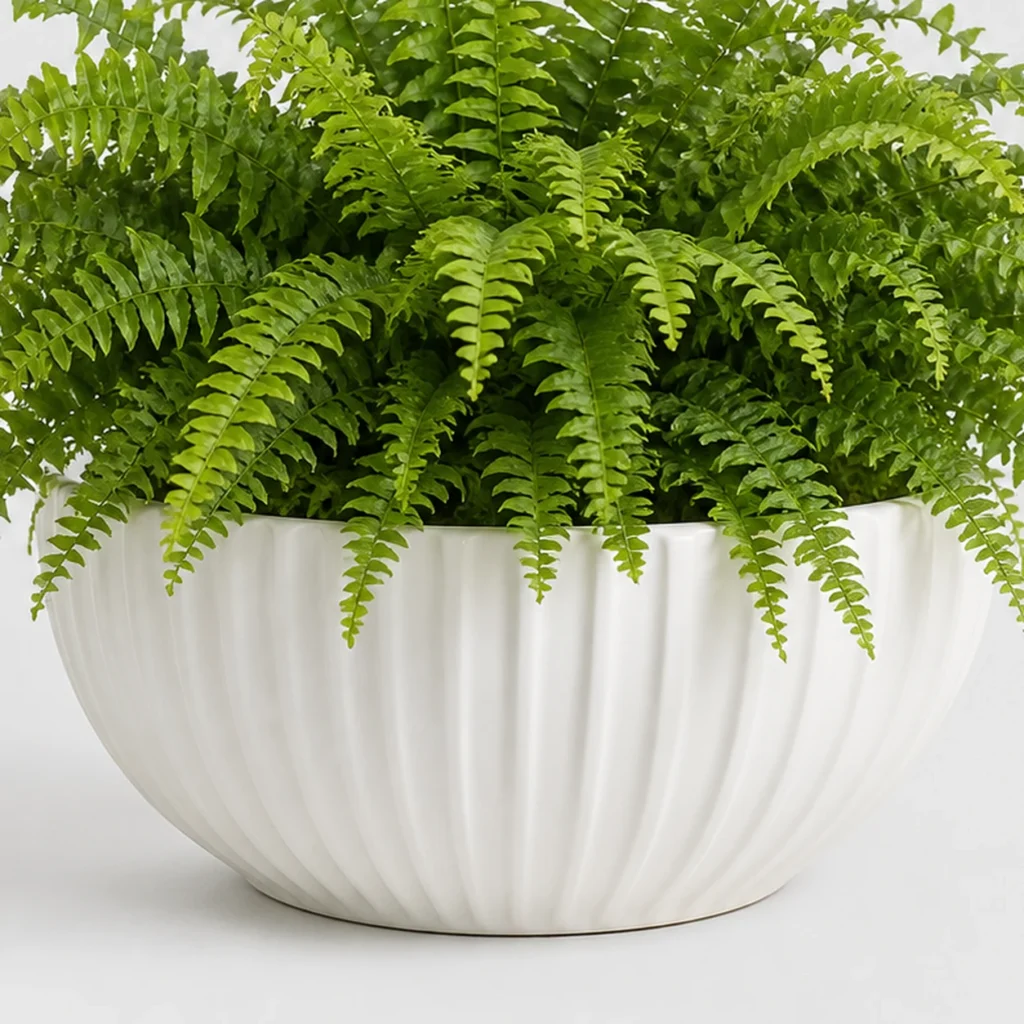 Boston Fern Cloud container detail