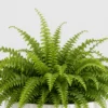 Boston Fern Cloud detail view