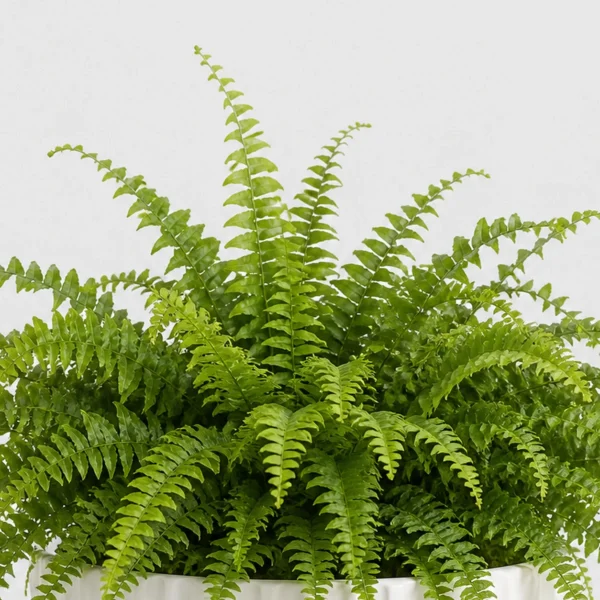 Boston Fern Cloud detail view