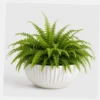Boston Fern Cloud styled view