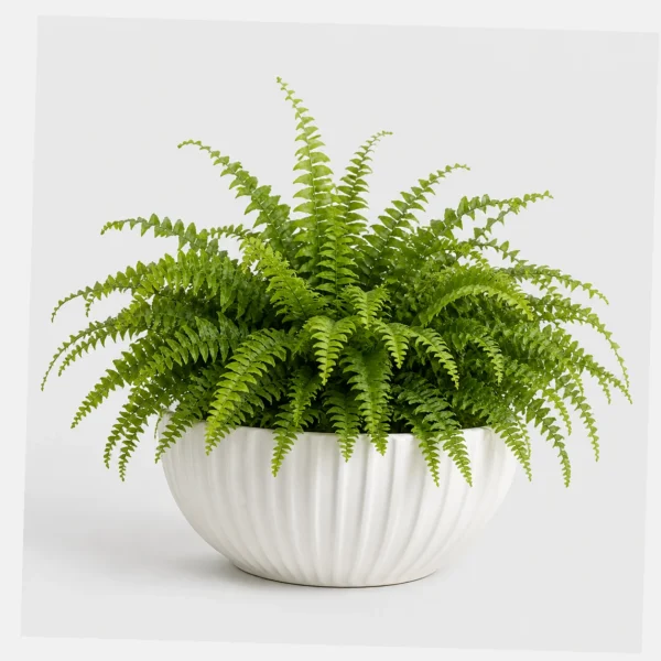 Boston Fern Cloud styled view