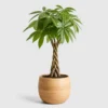 Braided Money Tree front view