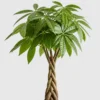 Braided Money Tree detail view