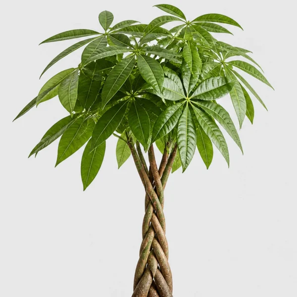 Braided Money Tree detail view