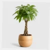 Braided Money Tree styled view