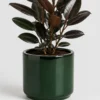 Burgundy Rubber Plant container detail