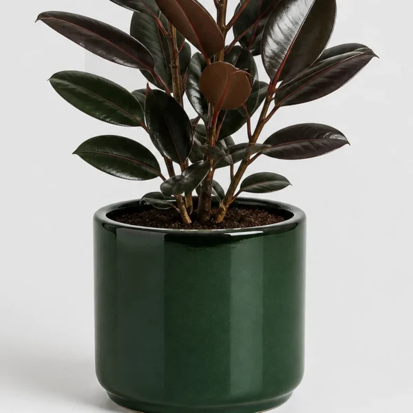 Burgundy Rubber Plant container detail