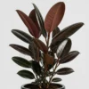 Burgundy Rubber Plant detail view