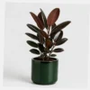 Burgundy Rubber Plant styled view
