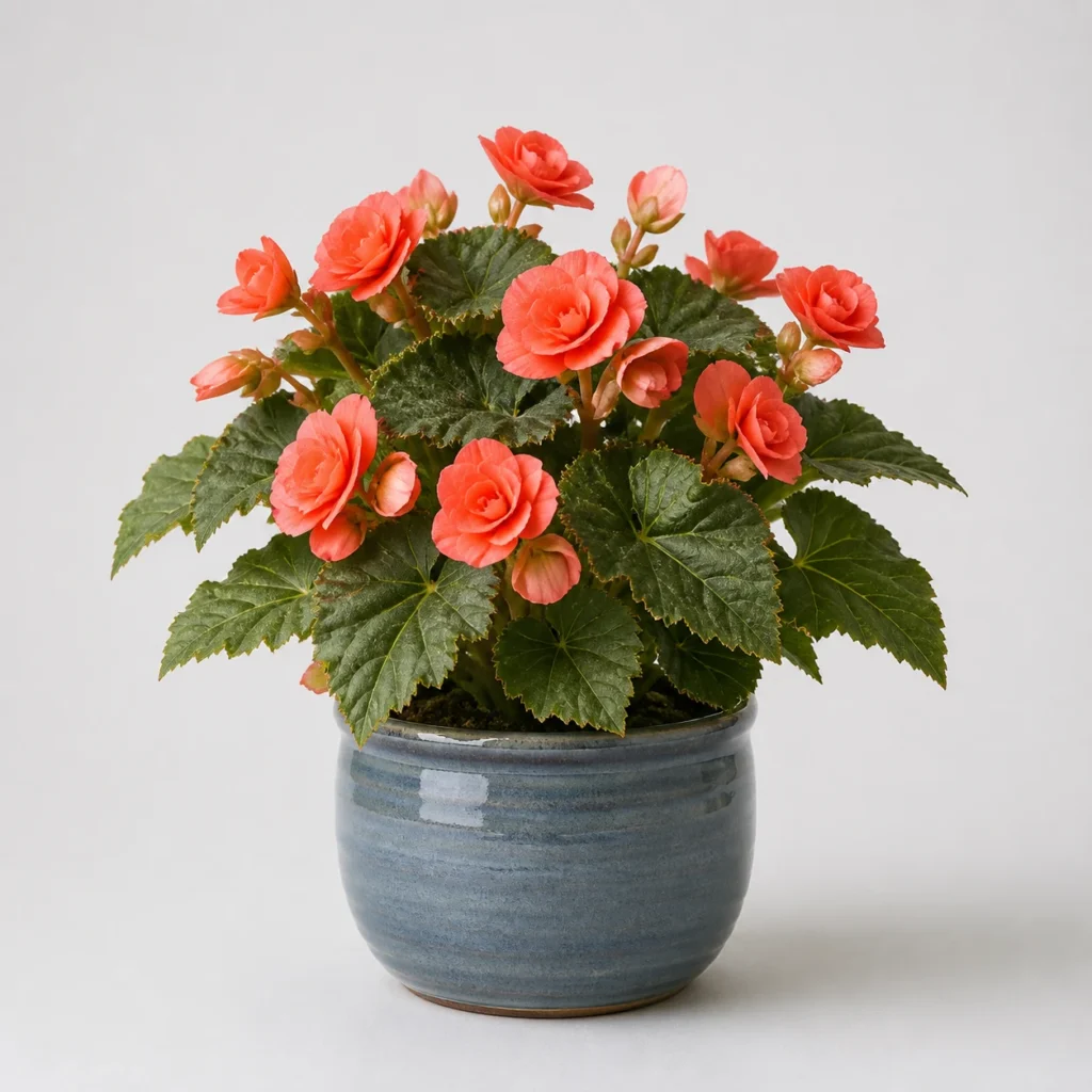 Coral Begonia front view