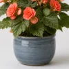 Coral Begonia container detail