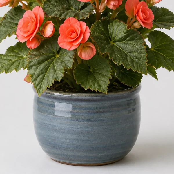 Coral Begonia container detail