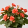 Coral Begonia detail view