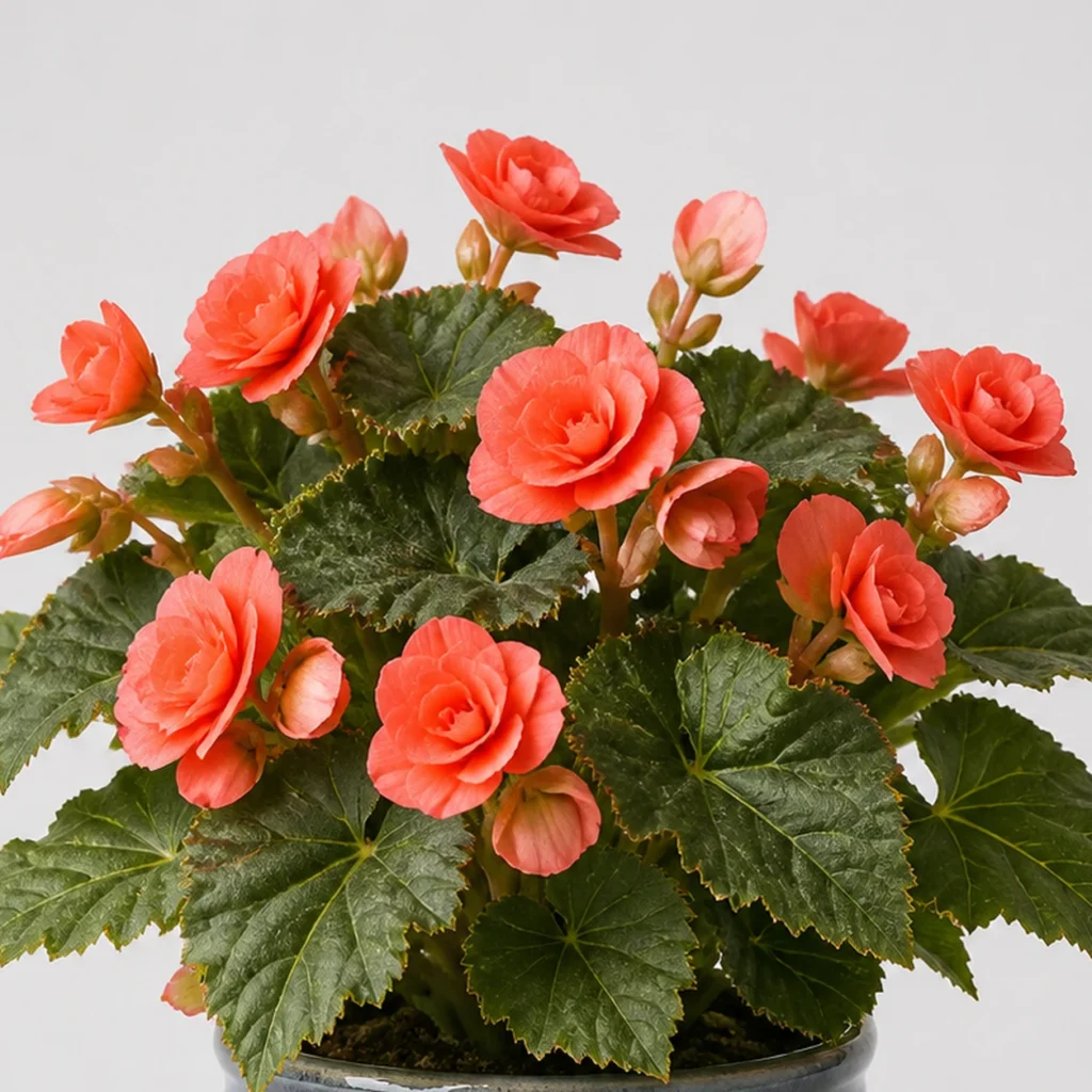Coral Begonia detail view