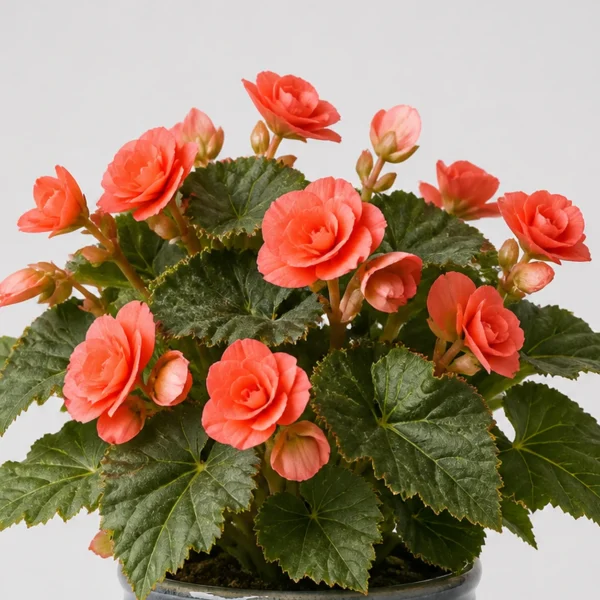 Coral Begonia detail view